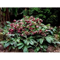 Påskeklokke, Røde Nuancer Helleborus Ori. Ssp. Abchasicus 1 Liter Potte -Sirius Butik mi11860 helleborus orientalis subsp abchasicus 4ff1
