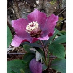 Påskeklokke, Røde Nuancer Helleborus Ori. Ssp. Abchasicus 1 Liter Potte