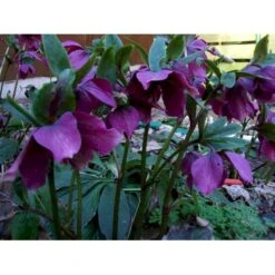 Påskeklokke, Røde Nuancer Helleborus Ori. Ssp. Abchasicus 1 Liter Potte -Sirius Butik mi11860 helleborus orientalis subsp abchasicus fe03