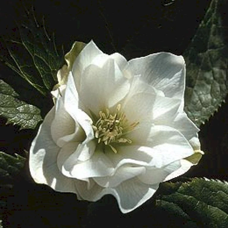 Julerose 'White Lady' Helleborus Hybrid 'White Lady' 1 Liter Potte 3 Julerose 'White Lady' Helleborus Hybrid 'White Lady' 1 Liter Potte - Billede 3