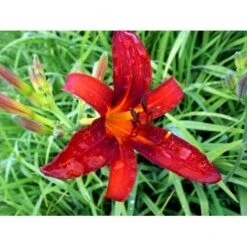 Daglilje 'Sammy Russel' Hemerocallis 'Sammy Russel' 1 Liter Potte -Sirius Butik mi1187 hemerocallis hybrid sammy russell 5d0f