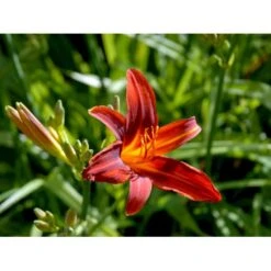 Daglilje 'Sammy Russel' Hemerocallis 'Sammy Russel' 1 Liter Potte -Sirius Butik mi1187 hemerocallis hybrid sammy russell 6714