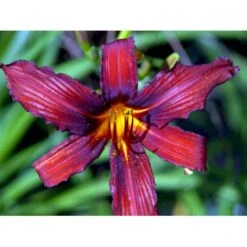 Daglilje 'Sammy Russel' Hemerocallis 'Sammy Russel' 1 Liter Potte -Sirius Butik mi1187 hemerocallis hybrid sammy russell 6907