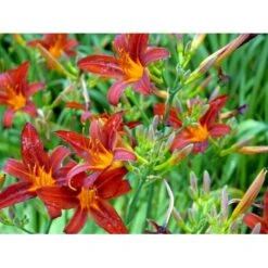 Daglilje 'Sammy Russel' Hemerocallis 'Sammy Russel' 1 Liter Potte -Sirius Butik mi1187 hemerocallis hybrid sammy russell ac5c