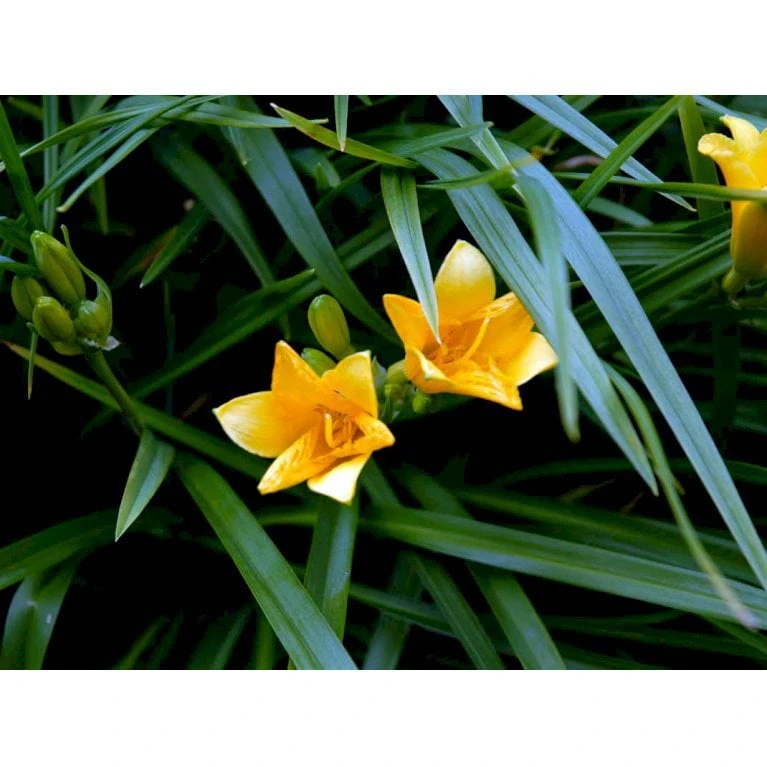 Daglilje 'Stella De Oro' Hemerocallis 'Stella De Oro' 1 Liter Potte 4 Daglilje 'Stella De Oro' Hemerocallis 'Stella De Oro' 1 Liter Potte - Billede 4