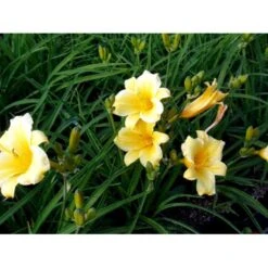 Daglilje 'Stella De Oro' Hemerocallis 'Stella De Oro' 1 Liter Potte 8 Daglilje 'Stella De Oro' Hemerocallis 'Stella De Oro' 1 Liter Potte -Sirius Butik mi1188 hemerocallis hybrid stella de oro 2f38