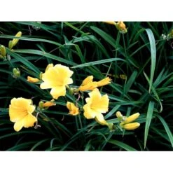 Daglilje 'Stella De Oro' Hemerocallis 'Stella De Oro' 1 Liter Potte 11 Daglilje 'Stella De Oro' Hemerocallis 'Stella De Oro' 1 Liter Potte -Sirius Butik mi1188 hemerocallis hybrid stella de oro 4880