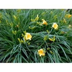 Daglilje 'Stella De Oro' Hemerocallis 'Stella De Oro' 1 Liter Potte 10 Daglilje 'Stella De Oro' Hemerocallis 'Stella De Oro' 1 Liter Potte -Sirius Butik mi1188 hemerocallis hybrid stella de oro b0ec