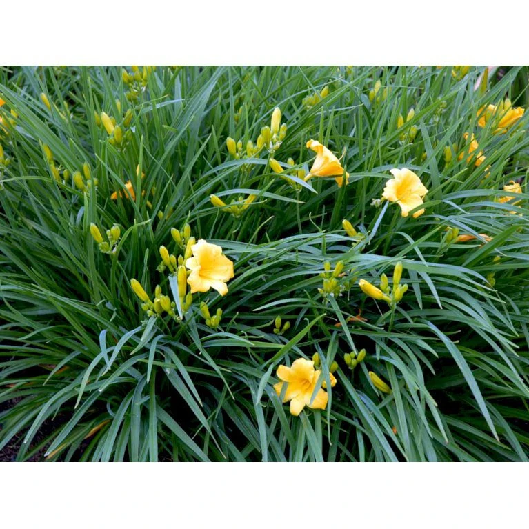 Daglilje 'Stella De Oro' Hemerocallis 'Stella De Oro' 1 Liter Potte 5 Daglilje 'Stella De Oro' Hemerocallis 'Stella De Oro' 1 Liter Potte - Billede 5