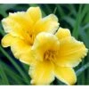 Daglilje 'Stella De Oro' Hemerocallis 'Stella De Oro' 1 Liter Potte