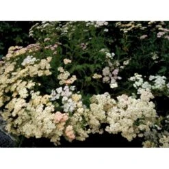 Røllike 'Summer Pastels' Achillea Millefolium 'Summer Pastels' 1 Liter Potte -Sirius Butik mi118 achillea summer pastels 59f8