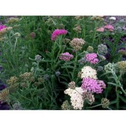 Røllike 'Summer Pastels' Achillea Millefolium 'Summer Pastels' 1 Liter Potte -Sirius Butik mi118 achillea summer pastels 5a26