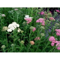 Røllike 'Summer Pastels' Achillea Millefolium 'Summer Pastels' 1 Liter Potte -Sirius Butik mi118 achillea summer pastels 7de6