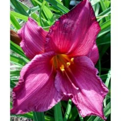 Daglilje 'Summer Wine' Hemerocallis H. 'Summer Wine' Potte 2 Liter. -Sirius Butik mi1190 hemerocallis hybrid summer wine 6413