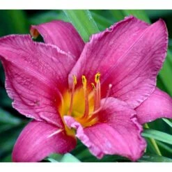 Daglilje 'Summer Wine' Hemerocallis H. 'Summer Wine' Potte 2 Liter. -Sirius Butik mi1190 hemerocallis hybrid summer wine 67a1