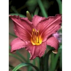Daglilje 'Summer Wine' Hemerocallis H. 'Summer Wine' Potte 2 Liter. -Sirius Butik mi1190 hemerocallis hybrid summer wine 7b43