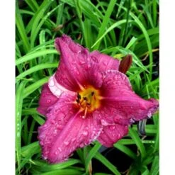 Daglilje 'Summer Wine' Hemerocallis H. 'Summer Wine' Potte 2 Liter. -Sirius Butik mi1190 hemerocallis hybrid summer wine b5a8