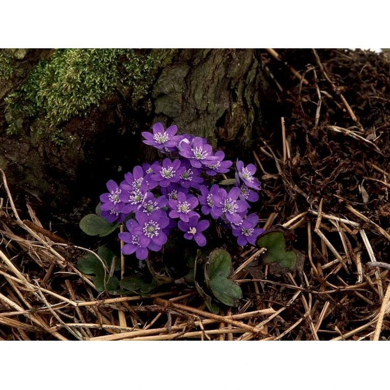 Blå Anemone Hepatica Nobilis 10 Cm. Potte 5 Blå Anemone Hepatica Nobilis 10 Cm. Potte - Billede 5