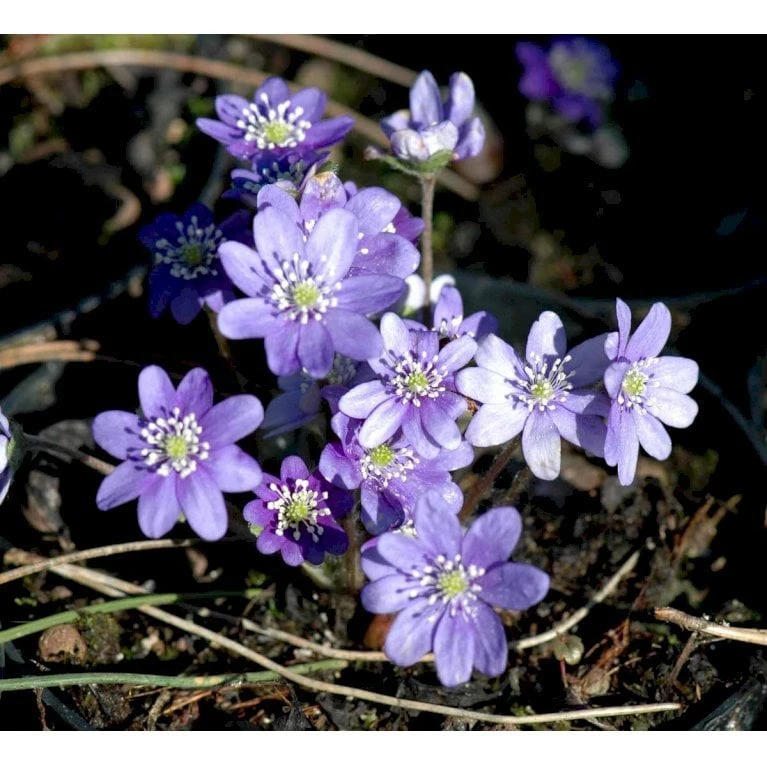 Blå Anemone Hepatica Nobilis 10 Cm. Potte 1 Blå Anemone Hepatica Nobilis 10 Cm. Potte