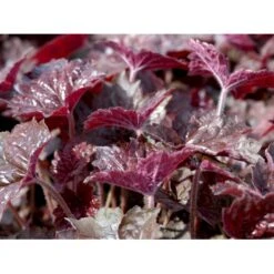 Alunrod 'Palace Purple' Heuchera Micrantha 'Palace Purple' 10 Cm. Potte -Sirius Butik mi1199 heuchera micrantha palace purple 70d6