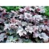 Alunrod 'Palace Purple' Heuchera Micrantha 'Palace Purple' 10 Cm. Potte