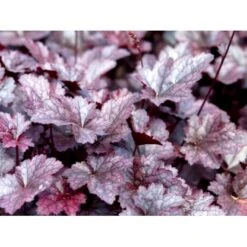 Alunrod 'Palace Purple' Heuchera Micrantha 'Palace Purple' 10 Cm. Potte -Sirius Butik mi1199 heuchera micrantha palace purple abc5