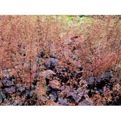 Alunrod 'Palace Purple' Heuchera Micrantha 'Palace Purple' 10 Cm. Potte -Sirius Butik mi1199 heuchera micrantha palace purple b8e7