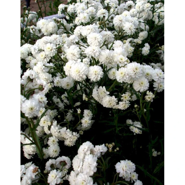 Nyserøllike Achillea Ptarmica 'Boule De Neige' 1 Liter Potte 4 Nyserøllike Achillea Ptarmica 'Boule De Neige' 1 Liter Potte - Billede 4