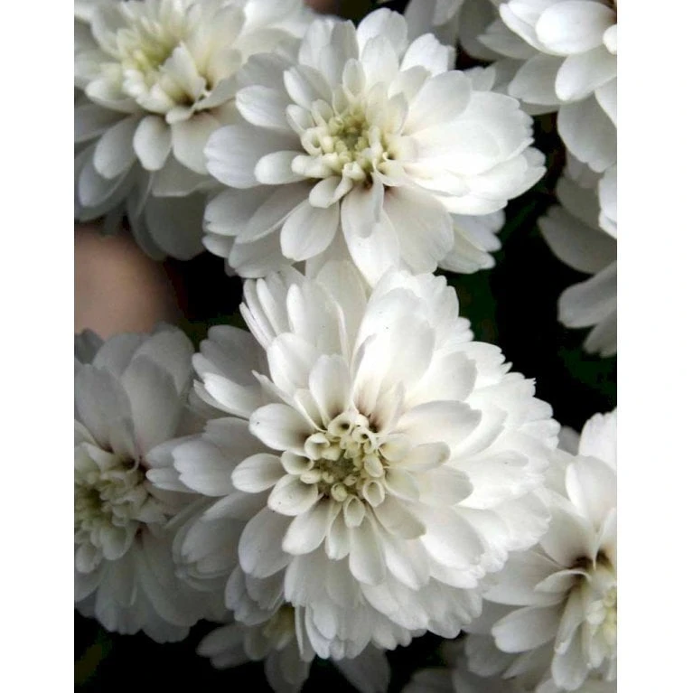 Nyserøllike Achillea Ptarmica 'Boule De Neige' 1 Liter Potte 3 Nyserøllike Achillea Ptarmica 'Boule De Neige' 1 Liter Potte - Billede 3