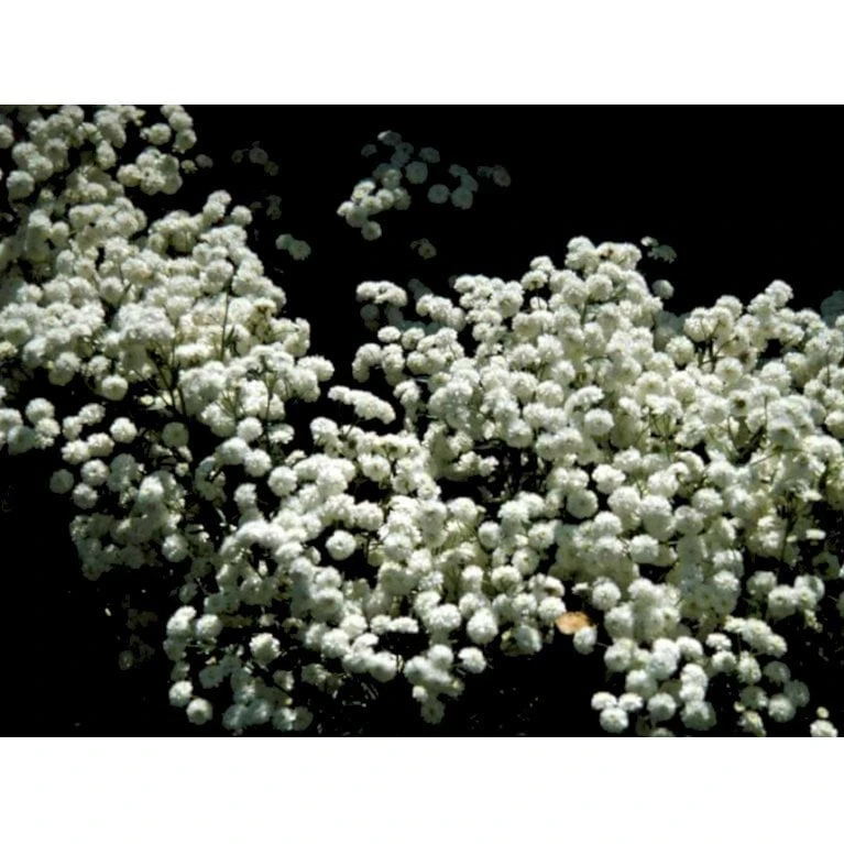 Nyserøllike Achillea Ptarmica 'Boule De Neige' 1 Liter Potte 6 Nyserøllike Achillea Ptarmica 'Boule De Neige' 1 Liter Potte - Billede 6