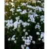 Nyserøllike Achillea Ptarmica 'Boule De Neige' 1 Liter Potte