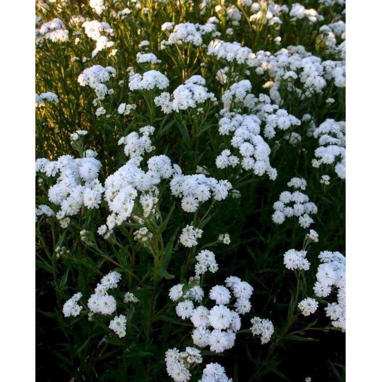 Nyserøllike Achillea Ptarmica 'Boule De Neige' 1 Liter Potte 1 Nyserøllike Achillea Ptarmica 'Boule De Neige' 1 Liter Potte