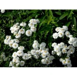 Nyserøllike Achillea Ptarmica 'Boule De Neige' 1 Liter Potte 10 Nyserøllike Achillea Ptarmica 'Boule De Neige' 1 Liter Potte -Sirius Butik mi119 achillea ptarmica boule de neige f75a