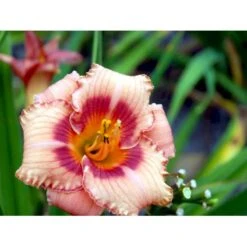 Daglilje 'Strawberry Candy' Hemerocallis 'Strawberry Candy' Potte 2 Liter. -Sirius Butik mi12007 hemerocallis strawberry candy 0071