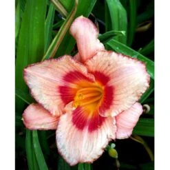 Daglilje 'Strawberry Candy' Hemerocallis 'Strawberry Candy' Potte 2 Liter. -Sirius Butik mi12007 hemerocallis strawberry candy 57f6