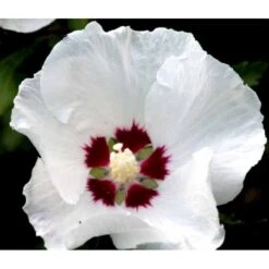 Syrisk Rose 'Red Heart' Hibiscus Syriacus 'Red Heart' Potte 2,0 Liter,- 30-40 Cm. -Sirius Butik mi1202 hibiscus syriacus red heart 10eb