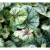 Alunrod 'Green Spice'® Heuchera H. 'Green Spice'® 1 Liter Potte