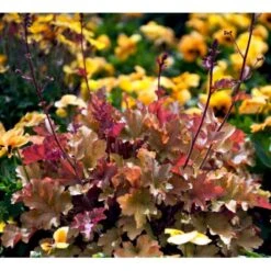 Alunrod 'Marmalade'® Heuchera H. 'Marmalade'® 1 Liter Potte 10 Alunrod 'Marmalade'® Heuchera H. 'Marmalade'® 1 Liter Potte -Sirius Butik mi12069 heuchera marmalade r 1de4