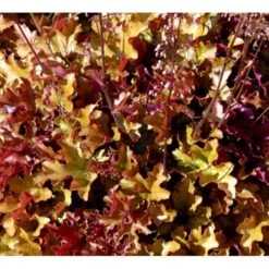 Alunrod 'Marmalade'® Heuchera H. 'Marmalade'® 1 Liter Potte 9 Alunrod 'Marmalade'® Heuchera H. 'Marmalade'® 1 Liter Potte -Sirius Butik mi12069 heuchera marmalade r 2c79