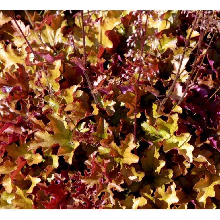 Alunrod 'Marmalade'® Heuchera H. 'Marmalade'® 1 Liter Potte 4 Alunrod 'Marmalade'® Heuchera H. 'Marmalade'® 1 Liter Potte - Billede 4