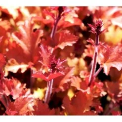 Alunrod 'Marmalade'® Heuchera H. 'Marmalade'® 1 Liter Potte 11 Alunrod 'Marmalade'® Heuchera H. 'Marmalade'® 1 Liter Potte -Sirius Butik mi12069 heuchera marmalade r e552