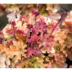 Alunrod 'Marmalade'® Heuchera H. 'Marmalade'® 1 Liter Potte 8 Alunrod 'Marmalade'® Heuchera H. 'Marmalade'® 1 Liter Potte -Sirius Butik mi12069 heuchera marmalade r edc1