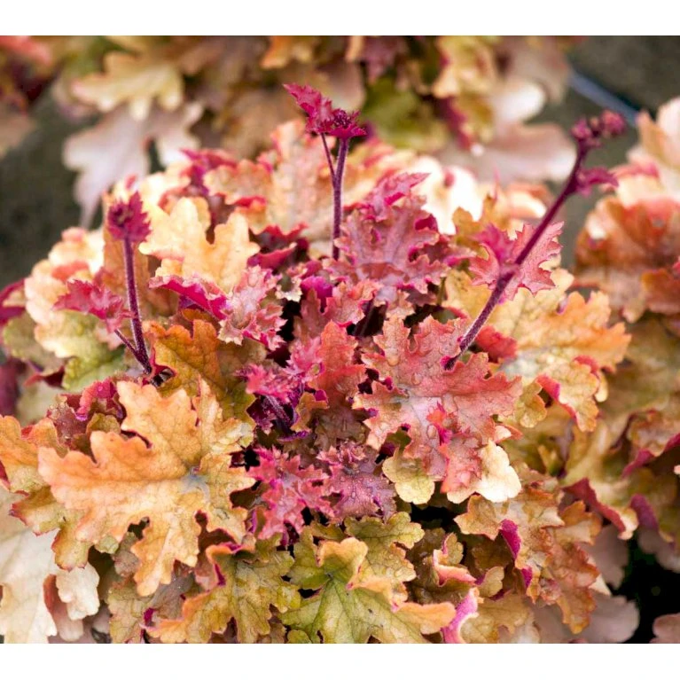 Alunrod 'Marmalade'® Heuchera H. 'Marmalade'® 1 Liter Potte 3 Alunrod 'Marmalade'® Heuchera H. 'Marmalade'® 1 Liter Potte - Billede 3