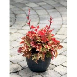 Alunrod 'Marmalade'® Heuchera H. 'Marmalade'® 1 Liter Potte