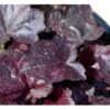 Alunrod 'Midnight Rose' Heuchera Hybrid 'Midnight Rose' 1 Liter Potte