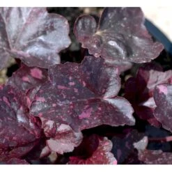 Alunrod 'Midnight Rose' Heuchera Hybrid 'Midnight Rose' 1 Liter Potte