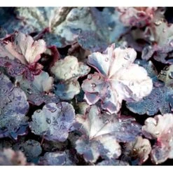 Alunrod 'Obsidian' Heuchera Hybrid 'Obsidian' 1 Liter Potte -Sirius Butik mi12076 heuchera obsidian 41cd