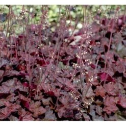 Alunrod 'Obsidian' Heuchera Hybrid 'Obsidian' 1 Liter Potte -Sirius Butik mi12076 heuchera obsidian 49cf