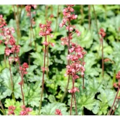 Alunrod 'Paris' Heuchera Hybrid 'Paris' 3,0 Liter Potte -Sirius Butik mi12077 heuchera paris ff79