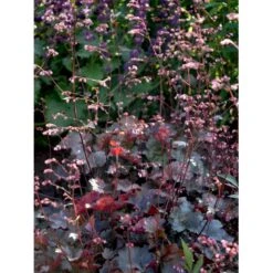 Alunrod 'Rachel' Heuchera Hybrid 'Rachel' 1 Liter Potte -Sirius Butik mi12089 heuchera rachel 133d
